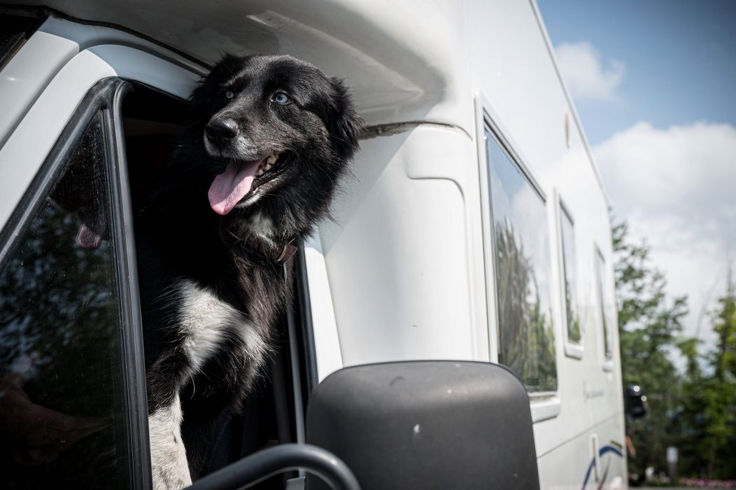 Cane con occhi azzurri che guarda fuori dal finestrino di un camper bianco