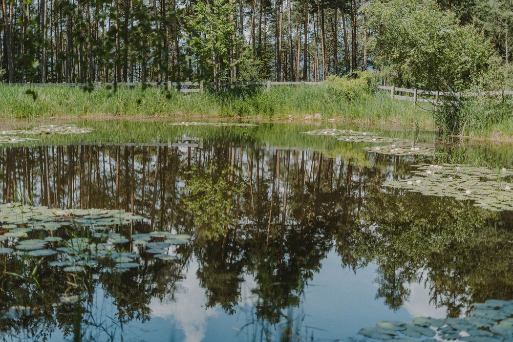 Laghetto con ninfee e riflessi di alberi in una giornata soleggiata.